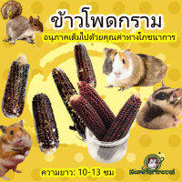 1 ชิ้นขนาดเล็กข้าวโพดกรามติดขนมขบเคี้ยวหนูแฮมสเตอร์กินีหมูกินีหมูหมีสีทองเม่นกระรอก