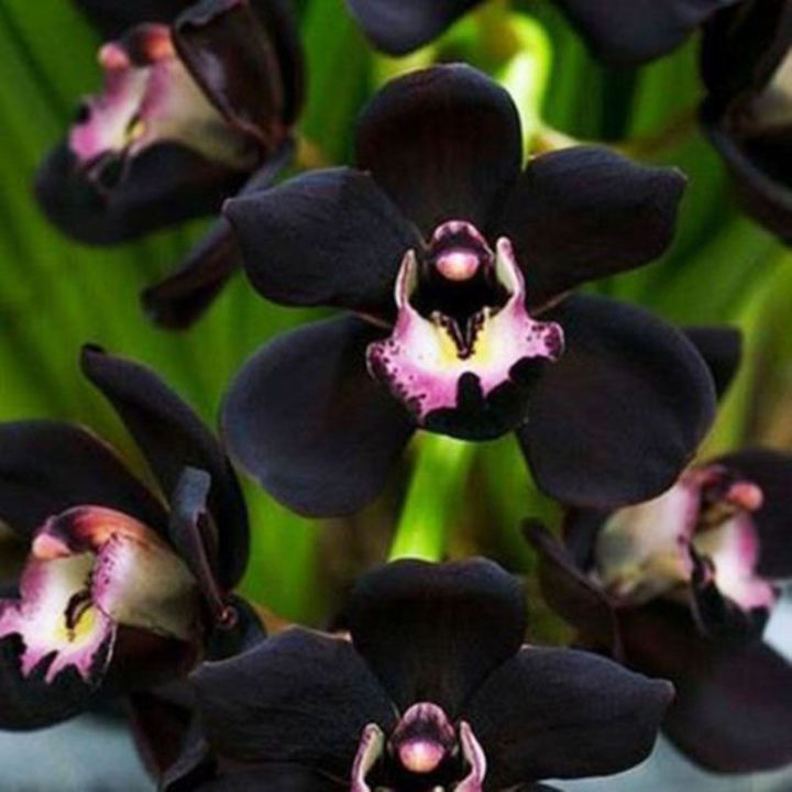 rare black cymbidium faberi orchid flower seeds home garden (It's a ...