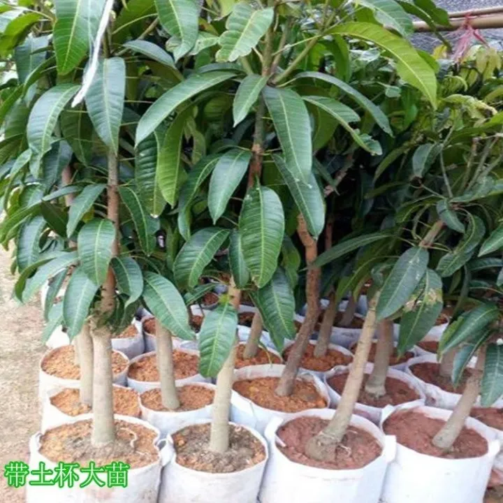 Mango saplings Apple mango grafted seedlings potted mango tree species ...