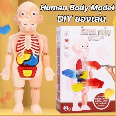 【Loose】Human Body Model ของเล่นจำลองร่างกายมนุษย์ ของเล่นstem ของเล่นเพื่อการศึกษา ของเล่นวิทยาศาสตร์ ของเล่นเด็ก