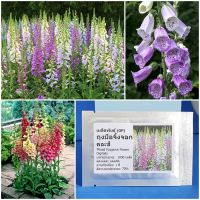 เมล็ดพันธุ์ ดอกถุงมือจิ้งจอก คละสี Mixed Foxglove Flower Seed 1000 เมล็ด คุณภาพดี ราคาถูก ของแท้