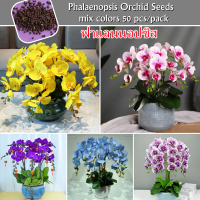 High Quality ฟาแลนนอปซิส Phalaenopsis Orchid Seeds for Planting (บรรจุ 50 เมล็ด) กล้วยไม้ Flower Seeds ต้นไม้มงคลสวยๆ ดอกไม้ เมล็ดพันธุ์ เมล็ดบอนสี บอนสีหายาก เมล็ดดอกไม้ บอนสีหายากไทย ต้นไม้ฟอกอากาศ ไม้ประดับ กุหลาบหิน Plants บอนสีหายาก ดอกไม้ปลูก