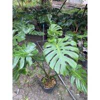 (จัดโปร) Monstera Deliciosa มอนสเตอร่าไจแอนท์ ไซส์ XL ตัดสด ลดราคา ต้นไม้ ต้นไม้มงคล ต้นไม้ฟอกอากาศ ไม้ด่าง