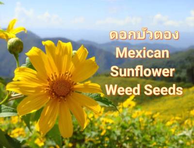 บัวตอง เมล็ดพันธุ์ดอกบัวตอง Mexican Sunflower Weed Seeds บรรจุ10 เมล็ด 10 บาท