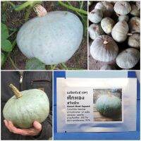 เมล็ดพันธุ์ ฟักทอง สวีทมีท Sweet Meat Squash Seed 12 เมล็ด คุณภาพดี ราคาถูก ของแท้