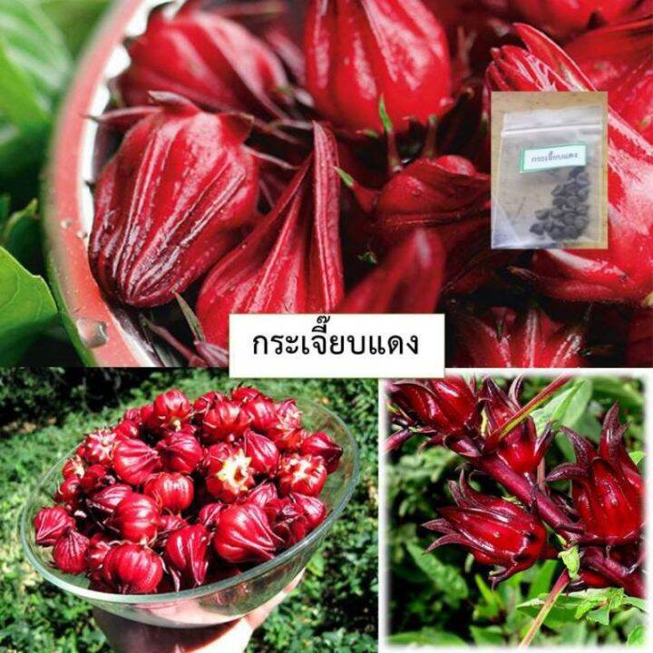 เมล็ดกระเจี๊ยบแดง-20-เมล็ด-ซื้อ10แถม1-คละได้