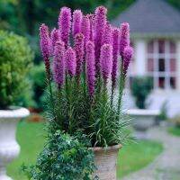 เมล็ดพันธุ์ ลิอะทริส liatris spicata gayfeather 300 เมล็ด เมล็ดพันธุ์จาก อังกฤษ