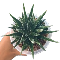 Haworthia Picta Concolor ฉ่ำ