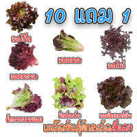 เมล็ดพันธุ์ ผักสลัดสีแดง สลัดใบสีแดง100-200 เมล็ด มีคู่มือการปลูก โตเร็ว 45 วันเก็บเกี่ยว[ 10 แถม 1คละได้]