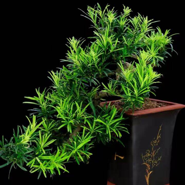 Good Quality Rare Podocarpus Tree Seeds for Sale (50 Pcs/bag) Bonsai