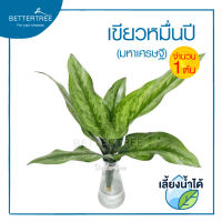 เขียวหมื่นปี (จำนวน 1 ต้น) สามารถเลี้ยงน้ำได้  Aglaonema ต้นไม้มงคล ต้นไม้ฟอกอากาศ ต้นไม้ plant