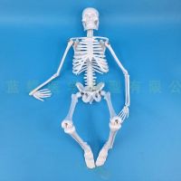 One skeleton specimen model human body skeleton model 45 cm Lou skeletons bone human body model