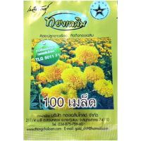 100เมล็ด Gold Winter สีทองเหลืองอร่ามดั่งทองคำ ทองเฉลิม โกลด์ ดาวเรืองตัดดอก 5011 F1