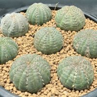 ( Pro+++ )++ ยูโฟเบีย โอเบซ่า Euphorbia Obesa ราคาดี ต้นไม้ ฟอก อากาศ กระถาง ต้นไม้ ไม้ ประดับ ต้นไม้ ปลูก ใน บ้าน