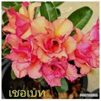 12 เมล็ด เมล็ดพันธุ์ ชวนชม สายพันธุ์ไต้หวัน ดอกสีส้ม Adenium seed กุหลาบทะเลทราย Desert Rose ราชินีบอนไซ เปอร์เซ็นต์การงอก 80-90%