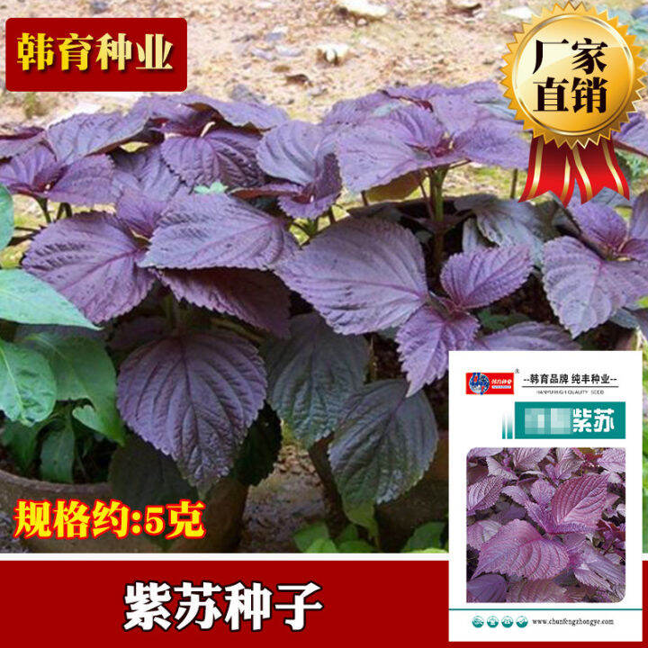 perilla-seeds-are-easy-to-grow-in-farmland-vegetables-lazada