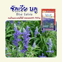 เมล็ดดอกซัลเวีย บลู Blue Salvia ประมาณ30เมล็ด เมล็ดพันธุ์ซัลเวีย เมล็ดพันธุ์ผดอกไม้ เมล็ดดอกไม้ เมล็ดพันธุ์ดอกซัลเวีย ตราภูเขาทอง