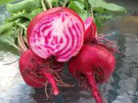 Beetroot Chioggia บีทรูท ชิออกเจีย 7-10 เมล็ด นำเข้าจากฮอลแลนด์ เมล็ดพันธุ์ เมล็ดพืช พร้อมคำแนะนำการเพาะเมล็ด ปลูกง่าย ประโยชน์สูง