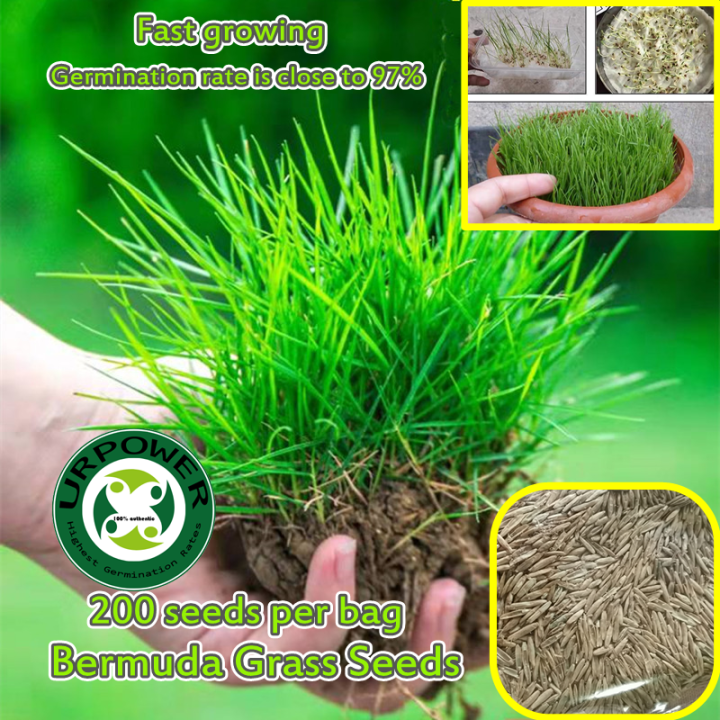 Lawn Seeds Green Grass Seeds for Planting Bermuda Turf Seeds Grass Plants Four Seasons Evergreen