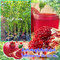 1 ต้น ทับทิมตูนีเซีย Tunisian pomegranate ต้นพันธุ์แท้นำเข้าจากต่างประเทศ ความสูงประมาณ 100 ซม. จัดส่งพร้อมถุงชำ 1-3 วันได้สินค้า