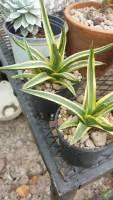 หน่อ อกาเว่ อากาเว่ Agave Victoriae ส่งแบบถอดกระถาง