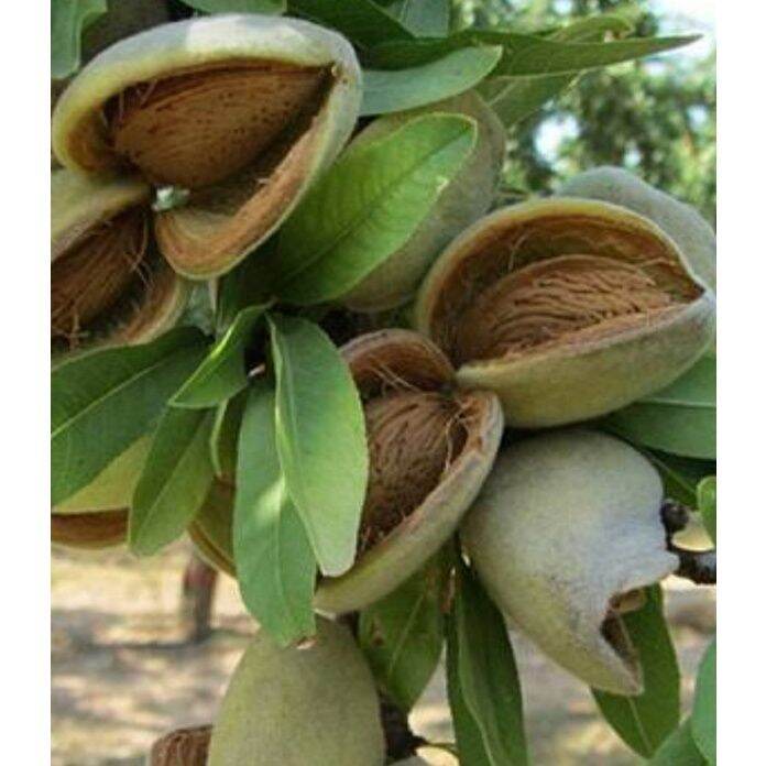 SEED Benih Biji Kacang Almond Nut Nuts Badam Almon Prunus Dulcis ...