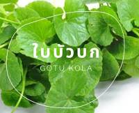 ใบบัวบก เมล็ดพันธุ์ใบบัวบก Centella Asiatica Seed บรรจุ 20 เมล็ด 10 บาท Kotu Kola