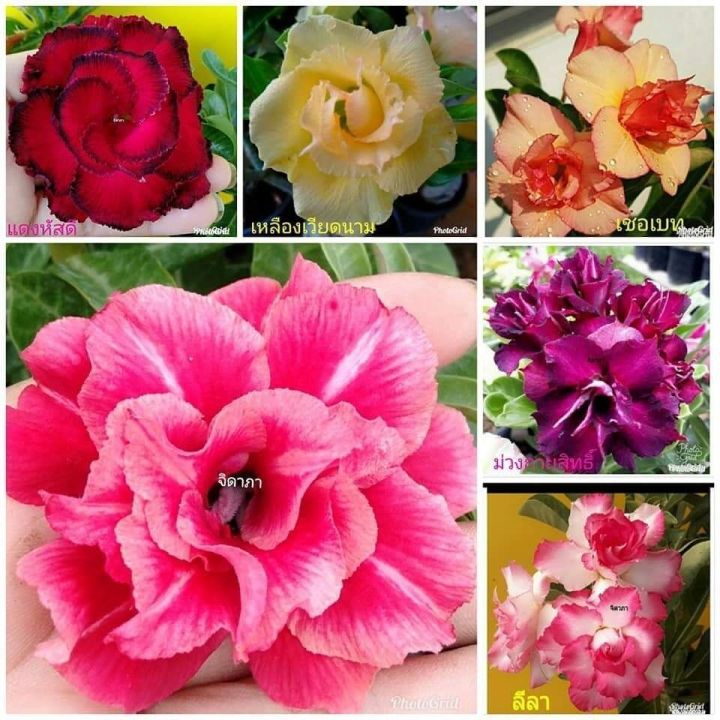 12-เมล็ด-เมล็ดพันธุ์-ชวนชม-สายพันธุ์ฮอลแลนด์-คละสี-adenium-seeds-กุหลาบทะเลทราย-desert-rose-ราชินีบอนไซ-อัตรางอก-80-90-มีคู่มือปลูก