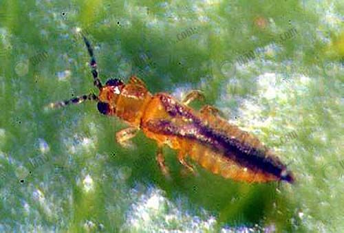 อะบาแมกติน-1-ลิตร-กำจัดและป้องกันศัตรูพืช-กำจัดแมลง-กำจัดหนอน-กำจัดเพลี้ย-ไรแดง