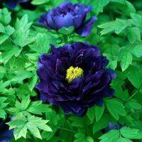 20 เมล็ด เมล็ดโบตั๋น ดอกโบตั๋น ดอกพีโอนี (Peony) สีฟ้า Blue Peony ดอกไม้นี้​เป็นสัญลักษณ์ของความมั่งคั่งร่ำรวย ความซื่อสัตย์ อัตราการงอก 70-80%