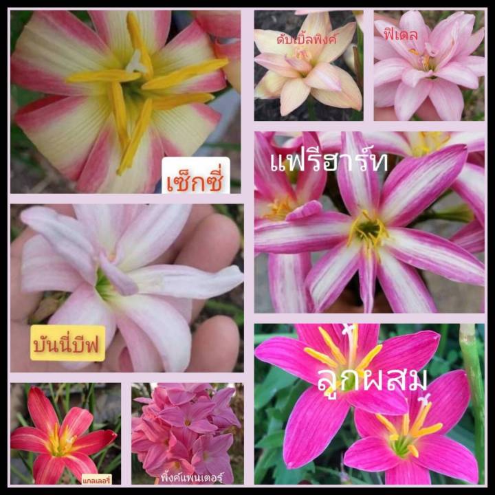 บัวดิน-สีชมพู8แบบให้เลือก-หัวบัวดิน-บัวดินสีชมพู-ไม้คลุมดิน