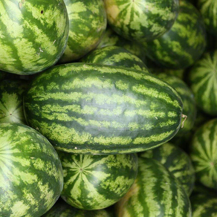 buy one get one free，50 seeds (not plants) ，WATERMELON GIANT CAROLINA