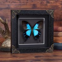 Wall-Mounted Handmade Black Wooden Box Animal Specimen Wooden Box Framed Butterfly Photo Frame Home Desktop Decor Ornaments