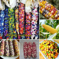 ปลูกง่าย ปลูกได้ทั่วไทย ของแท้ 100% 20 เมล็ด เมล็ดข้าวโพดเทียนรวม Hybrid Rainbow Corn Seeds Vegetable Seeds for Gardening เมล็ดพันธุ์ผัก พันธุ์ไม้ผล ต้นไม้มงคล พันธุ์ไม้หายาก พันธุ์ไม้ดอก Plants