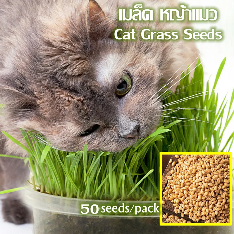 50 Seeds/pack Natural Cat Grass Seeds for Sale Pet Cat Grass Growing for Oral Cavity Cleaning Fast Growing Wheat Grass Planting DIY Cat Grass Herb Seeds for Planting Soilless Hydroponic Seed Indoor 50 Seeds/pack Natural Cat Grass Seeds for Sale Pet Cat Grass Growing for Oral Cavity Cleaning Fast Growing Wheat Grass Planting DIY Cat Grass Herb Seeds for Planting Soilless Hydroponic Seed Indoor