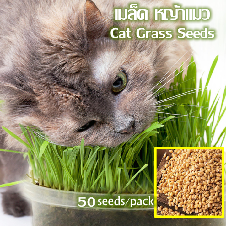 50 Seeds/pack Natural Cat Grass Seeds for Sale Pet Cat Grass Growing