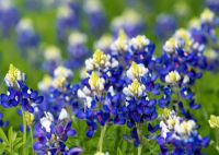 เมล็ดพันธุ์ เท็กซัส บลูบอนเน็ต (Texas Bluebonnet / Lupinnis) ซองละ 25-50 เม็ด (USA)