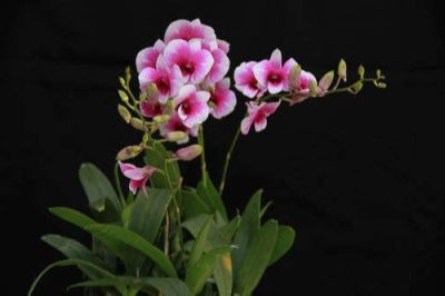 30 เมล็ดพันธุ์ เมล็ดกล้วยไม้ ฟาแลนนอปซิส (Phalaenopsis Orchids) Orchid flower seed อัตราการงอก 80-85%.