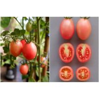 เมล็ดพันธุ์ มะเขือเทศ สีดา ( Seeda Tomato seed ) บรรจุ 200 เมล็ด