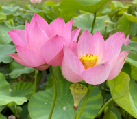 5 เมล็ดพันธุ์ บัว สายพันธุ์ RESPECTED GUEST BOWL LOTUS สีชมพู เพาะปลูกและเก็บเมล็ดในไทย ขยายพันธุ์ในไทยได้ สายพันธุ์นิยมปลูกในอเมริกา