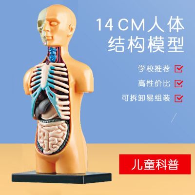 Human removable medical anatomy model body skeleton frame structure of the internal organs AIDS childrens educational toys