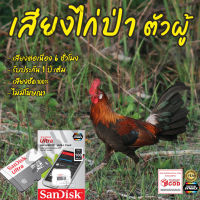 เสียงต่อไก่ป่า ตัวผู้ 6ชั่วโมงไม่มีโฆษณา เมมโมรี่เล็ก(Micro SD) มีเก็บเงินปลายทาง ส่งด่วนKerry Express