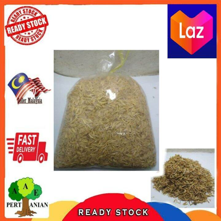 Fresh Rice Husk 1KG | Lazada