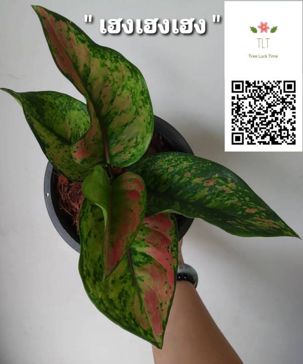 ต้นเฮงเฮงเฮง-aglaonema-sp-heng-heng-heng-เฮงเฮงเฮง-ไม้ประดับและไม้มงคล-บรรจุขนาด6