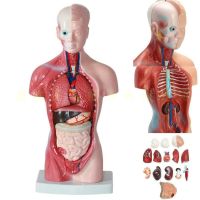 Human organs model figure mini torso model 28 cm torso model 15 anatomical organs