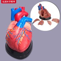 Heart model 3 x magnification visceral organs vascular anatomy medical science teaching aid teaching mould