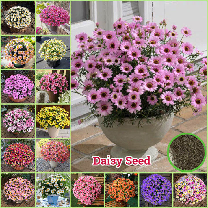 [High Germination] Mixed Color Daisy Seeds (300pcs/Pack) Benih Bunga Bonsai Seeds for Planting