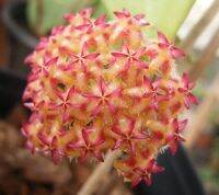 20 เมล็ดพันธุ์ Home Plant Seed โฮย่า กล้วยไม้โฮย่า สกุลนมตำเลีย (Hoya) มีดอกหอม ให้ดอกตลอดปี ชอบแสงแดดครึ่งวัน อากาศถ่ายเท อัตราการงอกของเมล็ด 80-85%