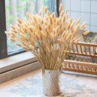 【cw】 15/50pcs Reed for Room Decoration Dried Pampas Tail Boho Arrangements ！