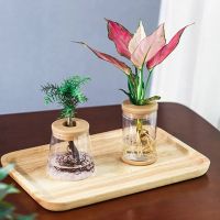 【CC】 Hydroponic Vase Decoration Accessories Room Minimalist Transparent Glass